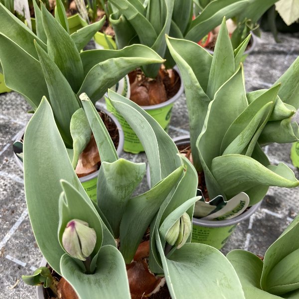 Tulpen im Topf Bild 1